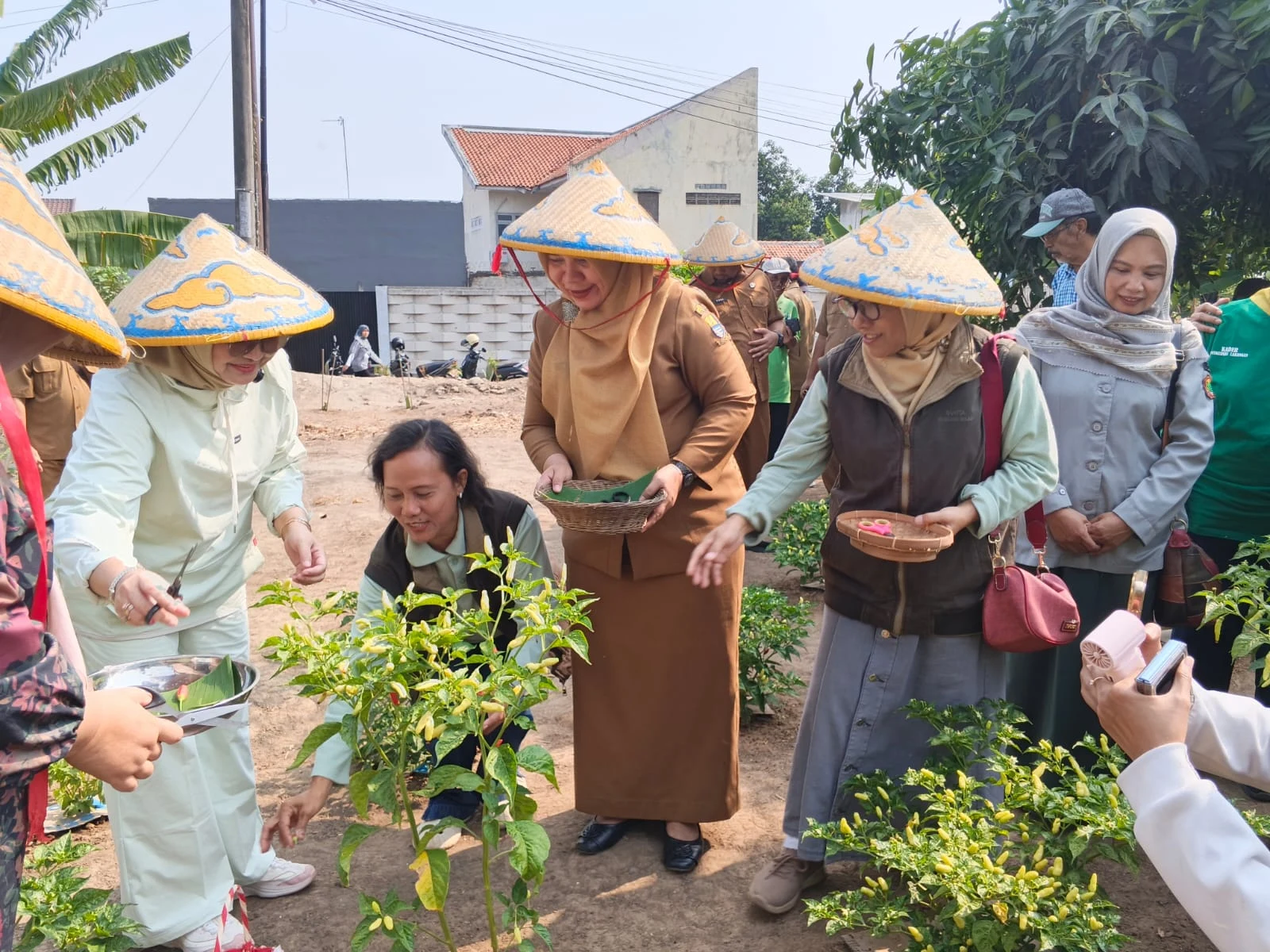 Panen Perdana Cabai di Teras Pangan RW 17 Ciremai Giri, Wujud Dukungan Ketahanan Pangan Masyarakat